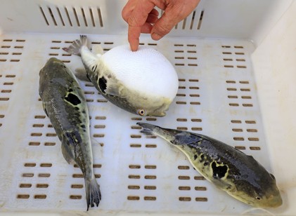 Ugyanaz a méreg van bennük, mégis csak az egyiket eszik meg – ezért különleges a japán fugu című cikk nyitóképe
