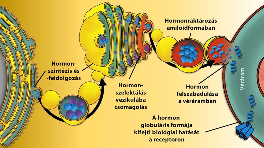Hormonfehérjék szintézise, feldolgozása, raktározása „jótékony” vagy funkcionális amiloidformában, végül az amiloidrostok szétesését követően a célreceptorhoz való juttatásuk