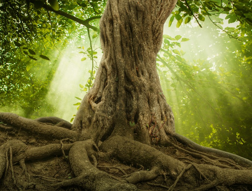 pszichológia, tanmese, csodatévő, történetek, pszchológia, mentális egészség, lelk egészség