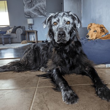 A tulajdonos már azelőtt fehér foltokat vett észre Buster szája és álla közelében, mielőtt azok elkezdtek volna terjedni a kutya pofiján és a testén. A képen 2022 augusztusában látható.