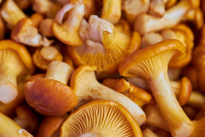 Gyógyhatású gombák segíthetnek az inzulinrezisztencia kezelésében című cikk nyitóképe