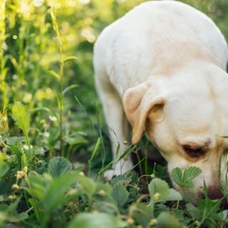 Több, mint rossz szokás: miért eszik a kutya ürüléket? című cikk nyitóképe