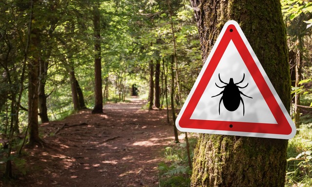 Nyakunkon a kullancsinvázió: ha ezeket a tüneteket észleli azonnal forduljon orvoshoz!