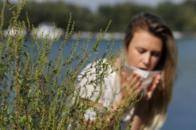 Parlagfű allergia: ha először tapasztalja a tüneteket, ezeket a vizsgálatokat végeztesse el!