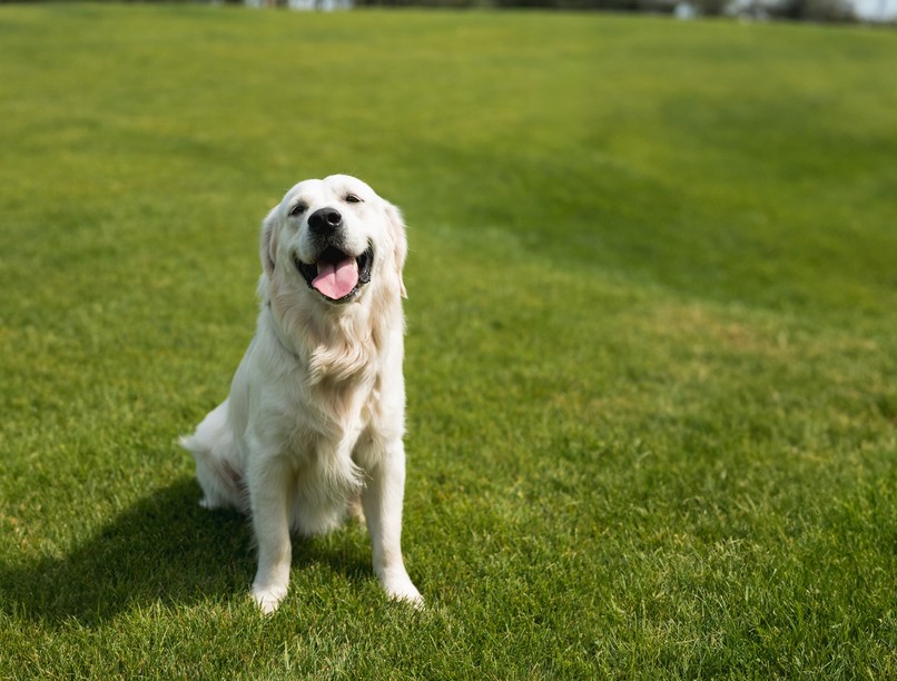 szánkázás kutya oka miért