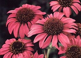 Figyelem! A gyógynövénykészítmények lehetséges veszélyei