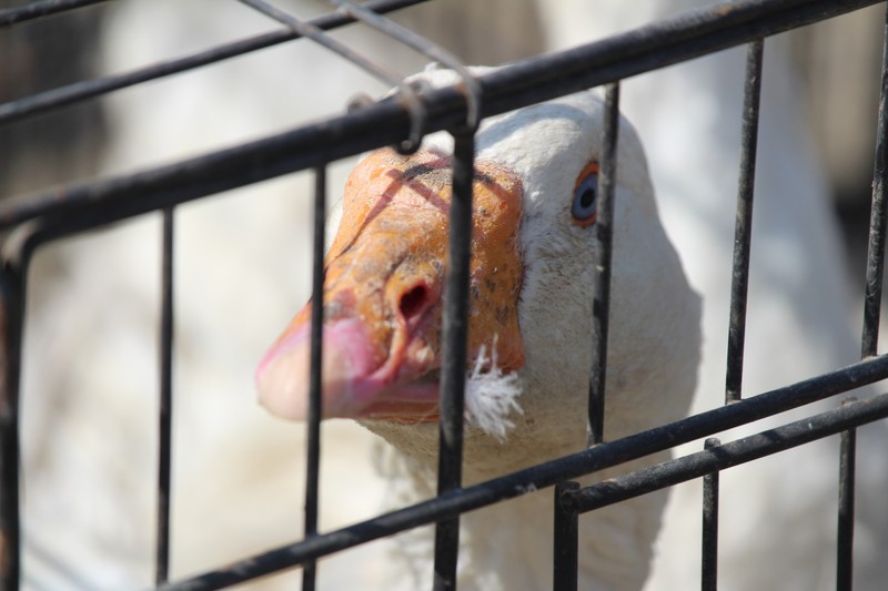 Madárinfluenza: Komárom-Esztergom vármegyében is azonosították