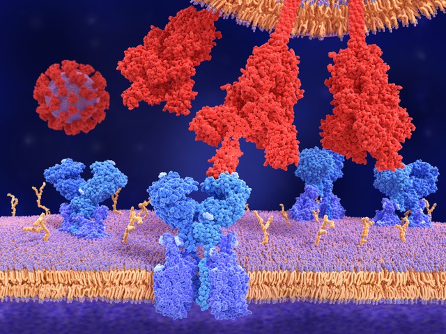mRNS oltás után szívizomgyulladás - új kutatási eredmények láttak napvilágot