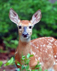 Az őz, a tigris és az elefánt (egy új mese)