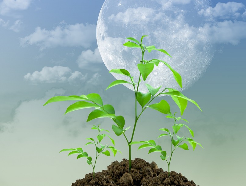 musttármag kihajtott Hold talaj