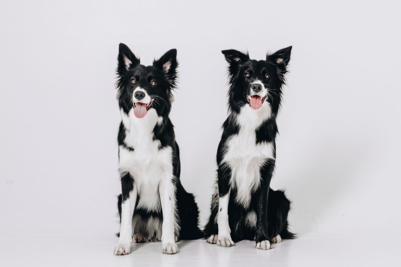 Milliókért klónozzák elhunyt kedvenceiket a hírességek