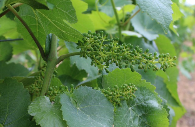 Rekord év vagy katasztrófa lesz 2018 a szőlőtermelőknek?