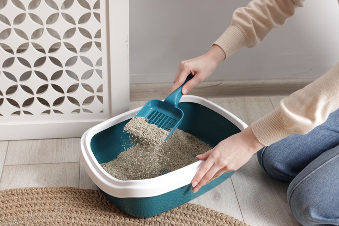 Ezért tegyen télen egy macskaalommal teli zoknit az autójába – nem vicc! című cikk nyitóképe