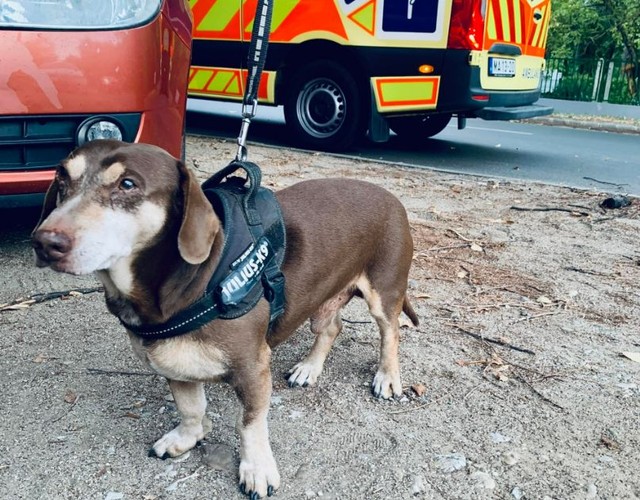 Így viselkedett a kutya, akinek a gazdája a reggeli sétáltatás közben lett rosszul Debrecenben