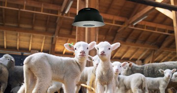 Madárinfluenza és száj- és körömfájás: Magyar légtisztító segíthet a járványmegelőzésben