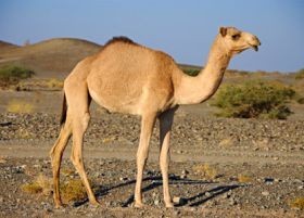 Új táplálkozási csoda: a tevetej