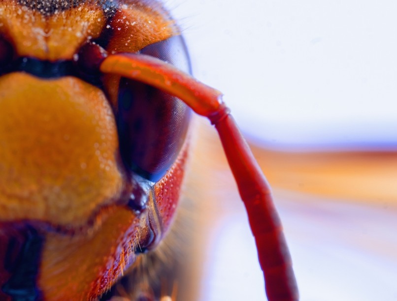 darázs, fulladás, újraélesztés, vizsgálat, CT, MR, viselkedés