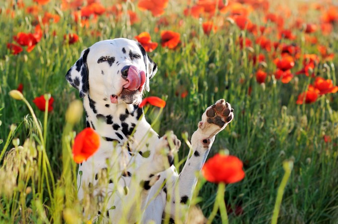 Miért nyalogatják a kutyák a levegőt? – Ártatlan szokás vagy figyelmeztető jel? című cikk nyitóképe