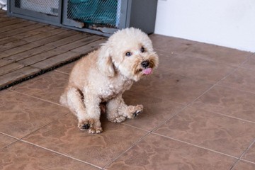 Miért húzza a kutya a fenekét a földön? A szánkázás okai és teendők gazdiként