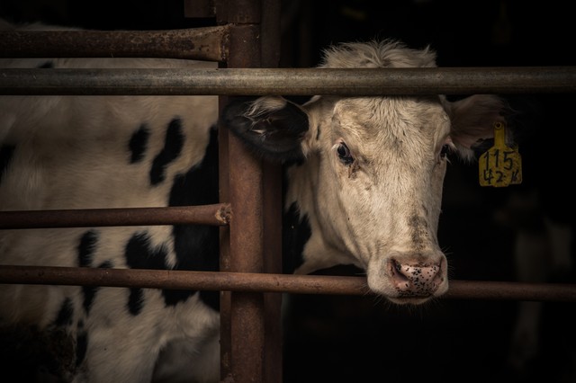 A mosolygó tehén a tejes dobozon, valójában egy raktár betonplaccán élő állat