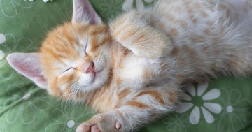  Így értelmezze macskája testbeszédét 