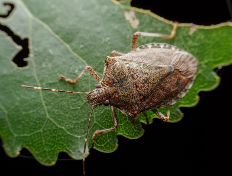 Büdösbogár poloska ellen mi jó