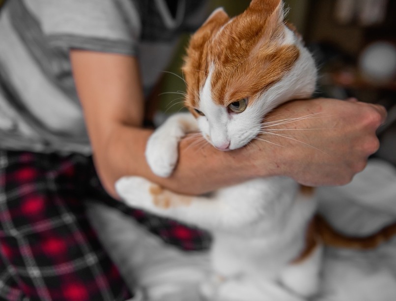 kóbor macska macskaharapás fertőzés kórokozó tünetei