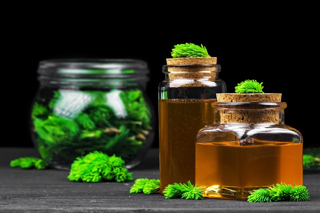 Fenyőrügy szirup, fenyőrügyméz készítése házilag