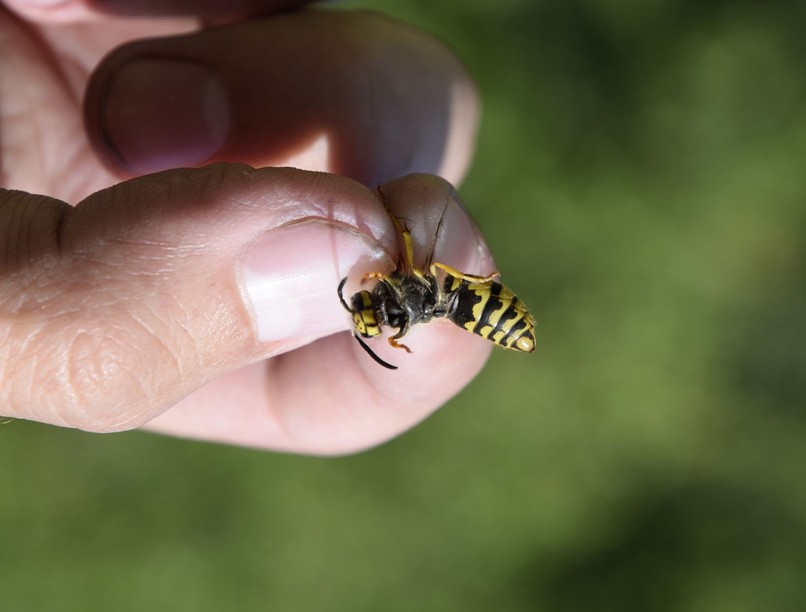 tünet, figyel, darázs, csíp, kezelés, otthon