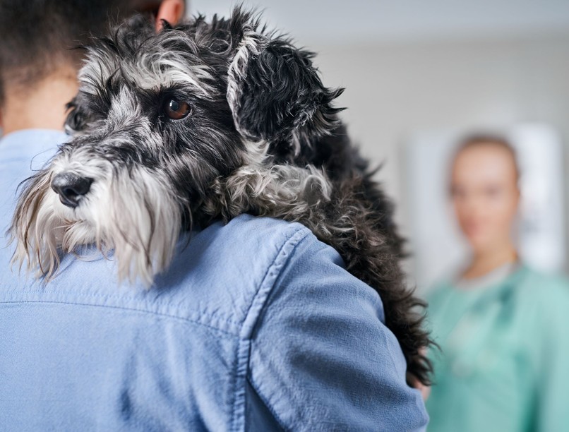 kutya szívférgesség tünet köhögés