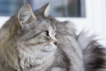 Szemcsók: ezt jelenti, amikor lassan ránk pislog a macskánk