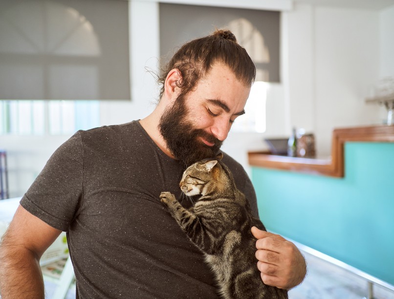 macska, szívinfarktus, cica, macskadorombolás