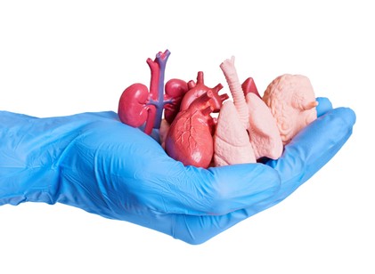 Miért számolnak be sokan személyiségváltozásról szervátültetés után? című cikk nyitóképe