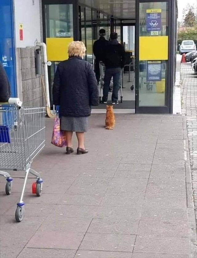 Emberek és állatok összhangban, összedolgozva, szépen, sorban