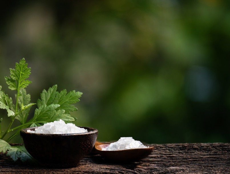 orvosi zsálya gyógyszer kutatás gyógynövény