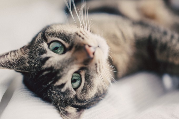 Lehet, hogy cicája rejtett vadmacska? Ilyen könnyen ki lehet deríteni című cikk nyitóképe