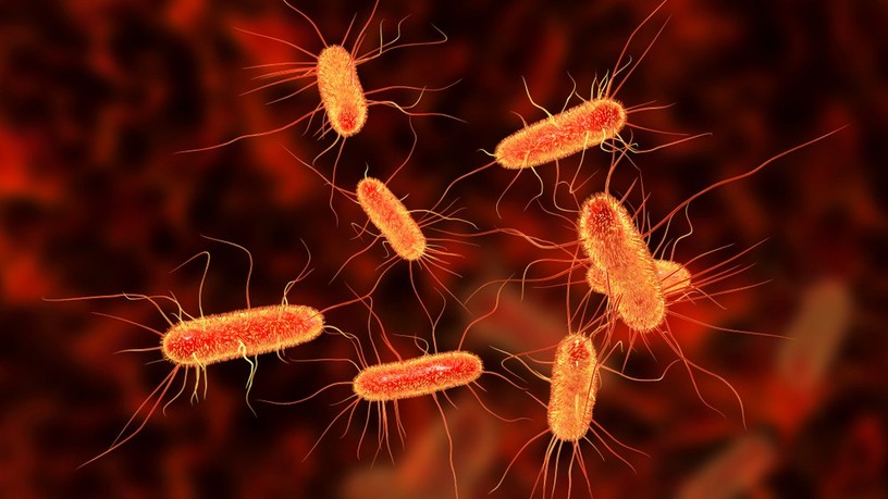 e-coli-fertozes-tunet-mikor