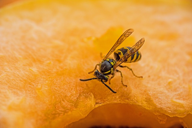 Megcsípte a darázs a nyelvét, belehalt a szentendrei zöldséges