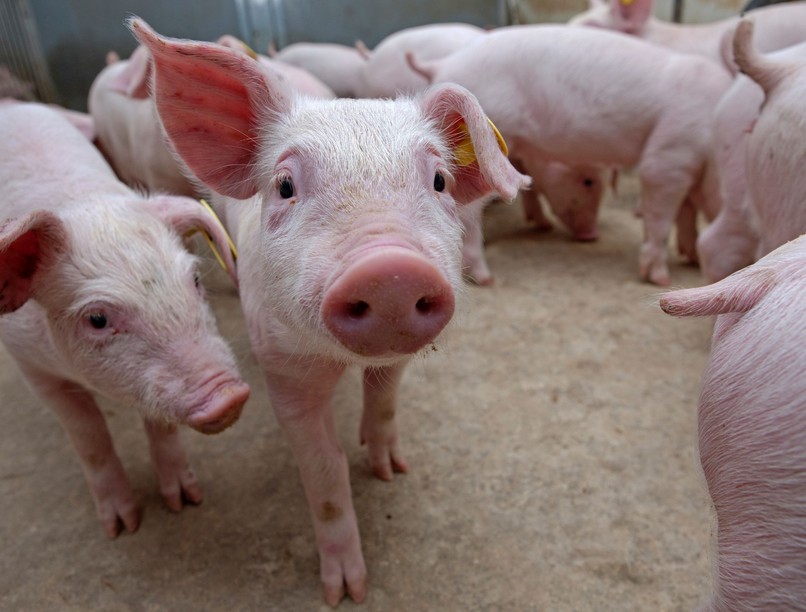 Nébih sertés Aujeszky-betegség hírek