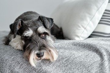 Törpe schnauzer