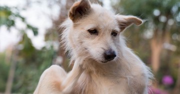  Rühesség kutyáknál: megfertőződhet az ember is? 