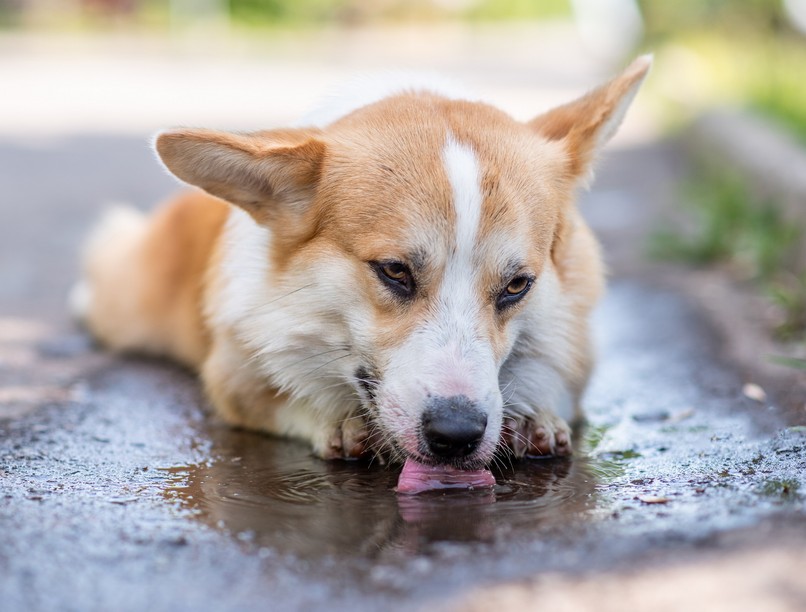 ezért nem ihat kutya pocsojából