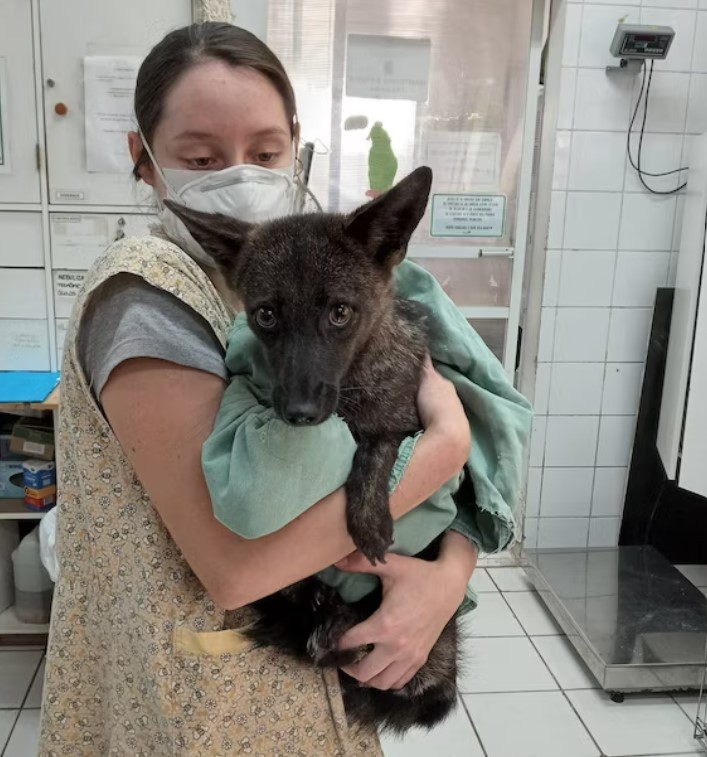 Anyu róka, apu kutya: Dogxim a világ első kutya-róka hibridje