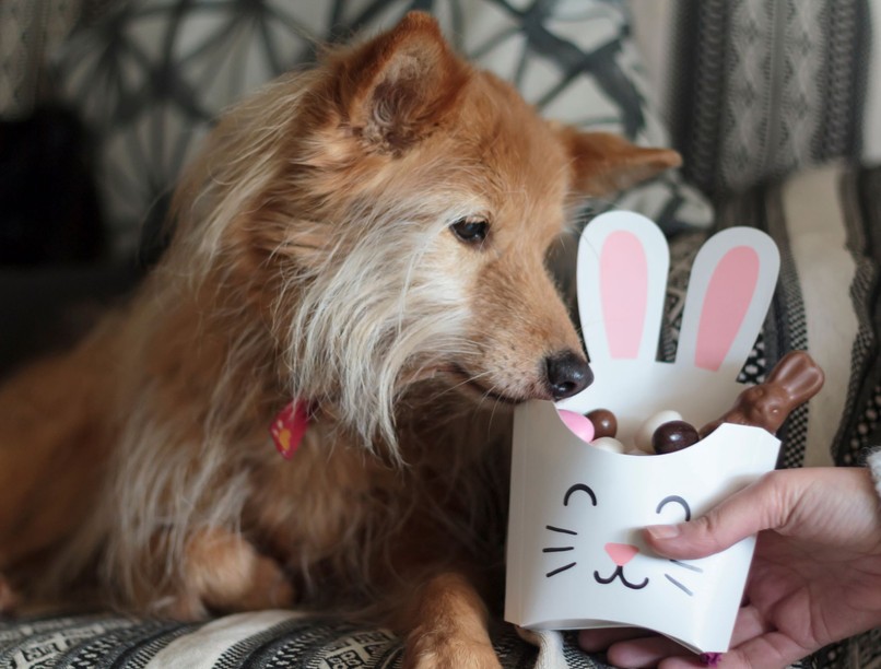 húsvét csoki kutya mérgező