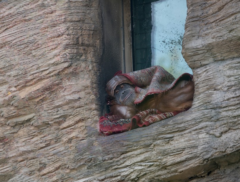 koronavírus, covid-19, orángután, teszt, fertőzés