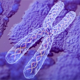 Óriási felfedezés: a telomerek  jelzőfehérjéi figyelmeztethetnek a rákra című cikk nyitóképe