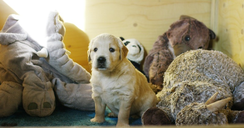 Genetika és viselkedés: mennyire határozza meg a kutya fajtája a személyiségét?