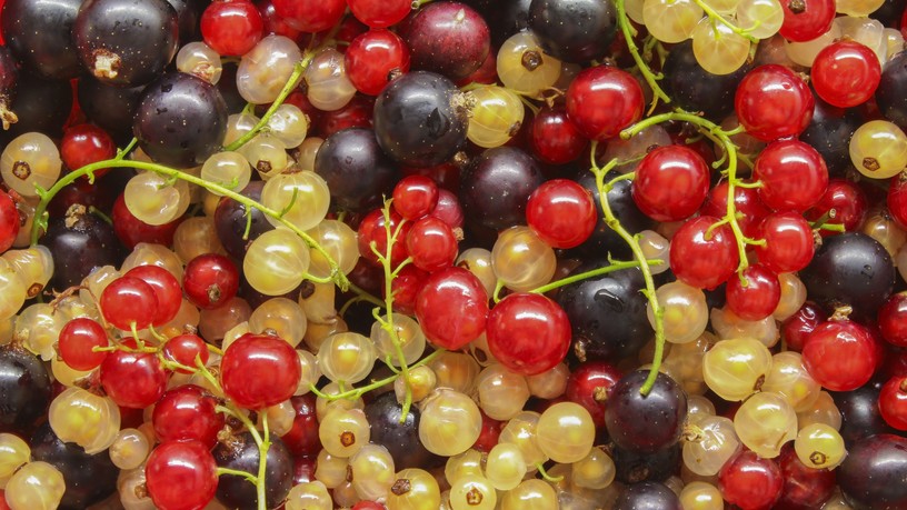fekete-piros-feher-ribizli-hatasa-vitaminok