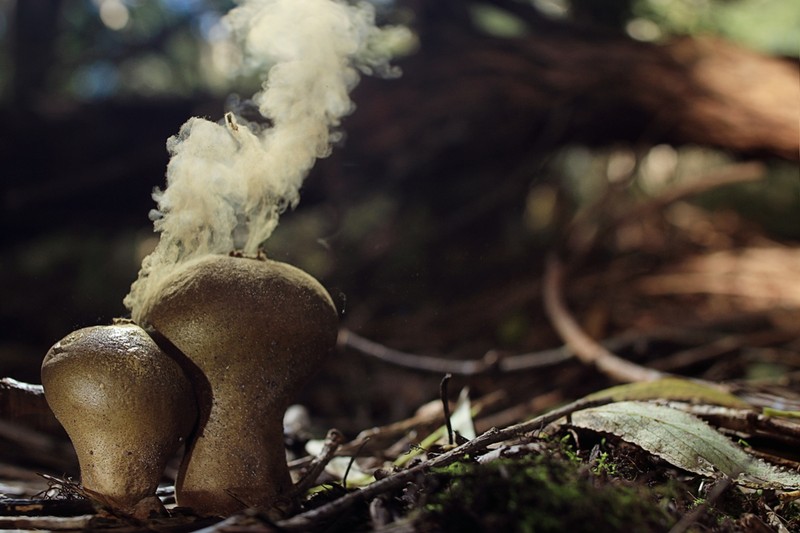 Sokat tüsszög az erdei séta alatt? Penészallergia is lehet oka!