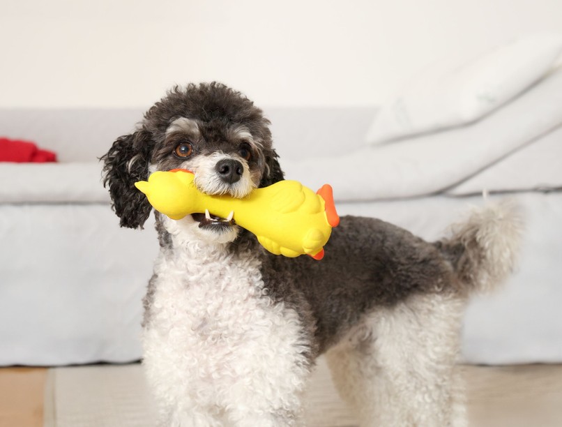 Miért imádják a kutyák a csipogós játékokat